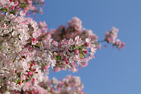 třešňový květ, květ, Bloom, obloha, bílá, růžová, jaro