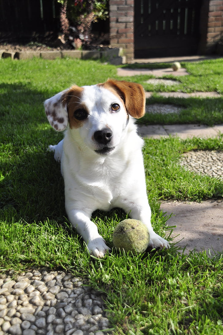 Jack russel, pes, domácí zvíře, míč, teriér