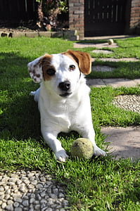 Джек Рассел, собака, домашнее животное, мяч, терьер