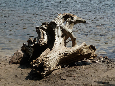 stump, wood, water, beach coast, more, root