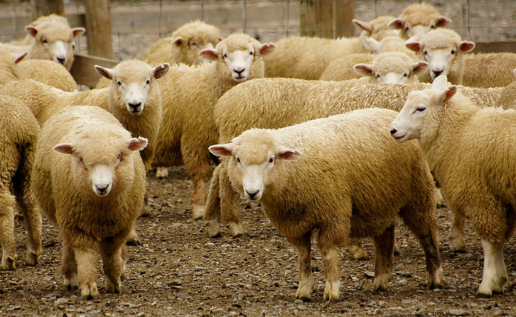 moutons, troupeau, stylo, Agriculture, laine, bétail, à l’extérieur