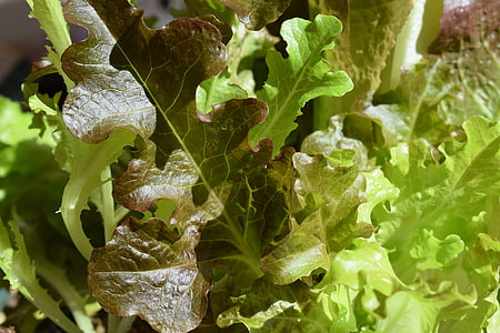 lettuce, vegetable, garden, spring, green edible, salad, nature