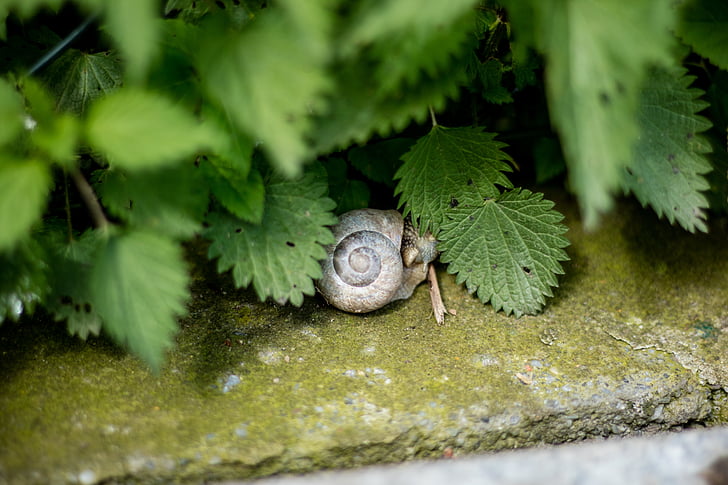 snail, nature, animal, slimy, crawling, mollusk, animal Shell