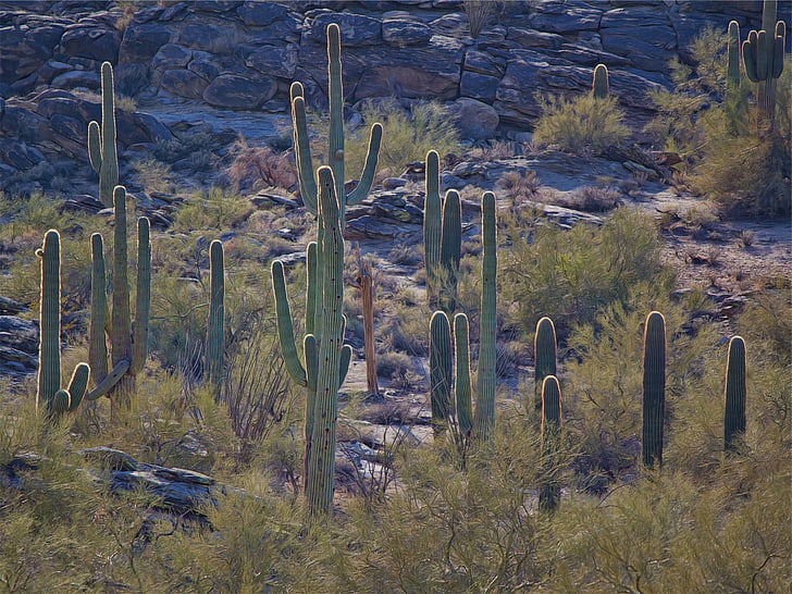green, cactus, daytime, cacti, plants, desert, no people
