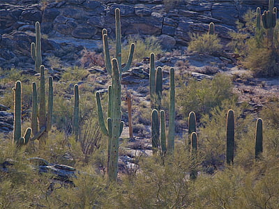 verd, cactus, diürna, cactus, plantes, desert de, no hi ha persones