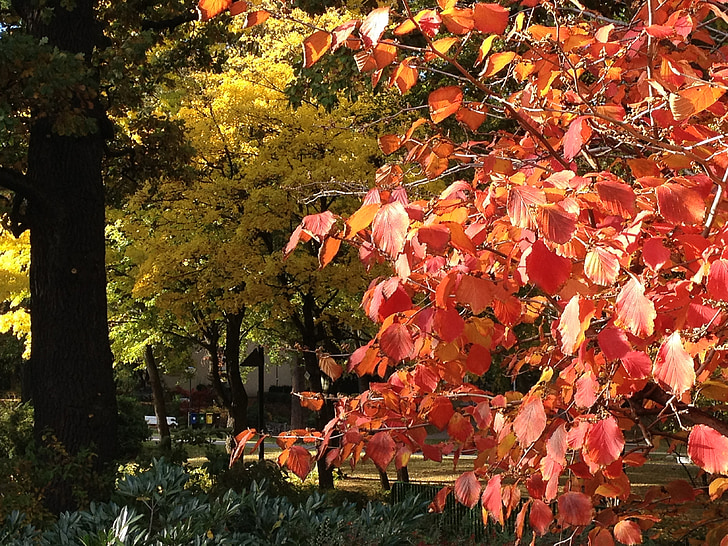 Есен, Есенни листи, есенните цветове, есента цвят, Есен листа, обратно светлина