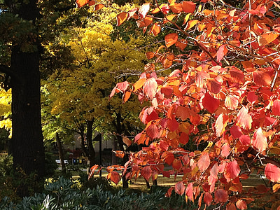 Herbst, Herbstlaub, Herbstfärbung, Herbstfarben, Blätter fallen, Gegenlicht