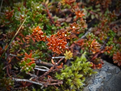 φυτό, κόκκινο, Ισλανδία, πράσινο, μακροεντολή, πέτρα καλλιεργειών, φύση