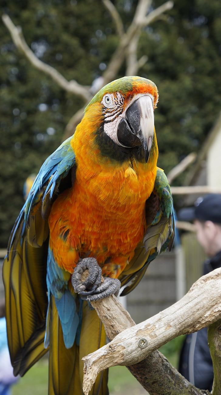 parrot, bird, animal, zoo, nature, macaw, gold and blue macaw