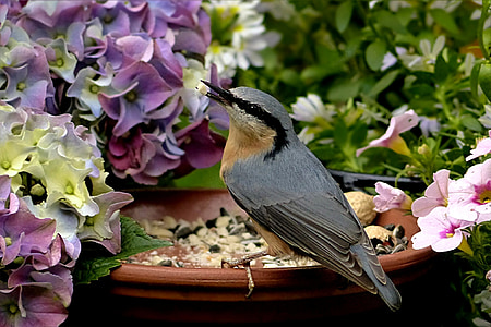pássaro, Kleiber, Sitta europaea, alimentação local, jardim, natureza, animal