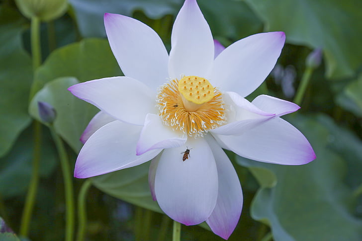 Lotus, maisema, luonnollinen
