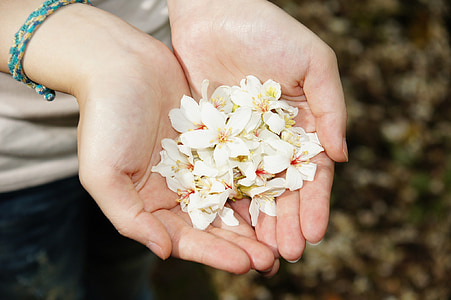 Tung kukkia, kädet, tytöt, aegiceras, valkoinen kukka, onnekas lanka, jotka haluavat köysi