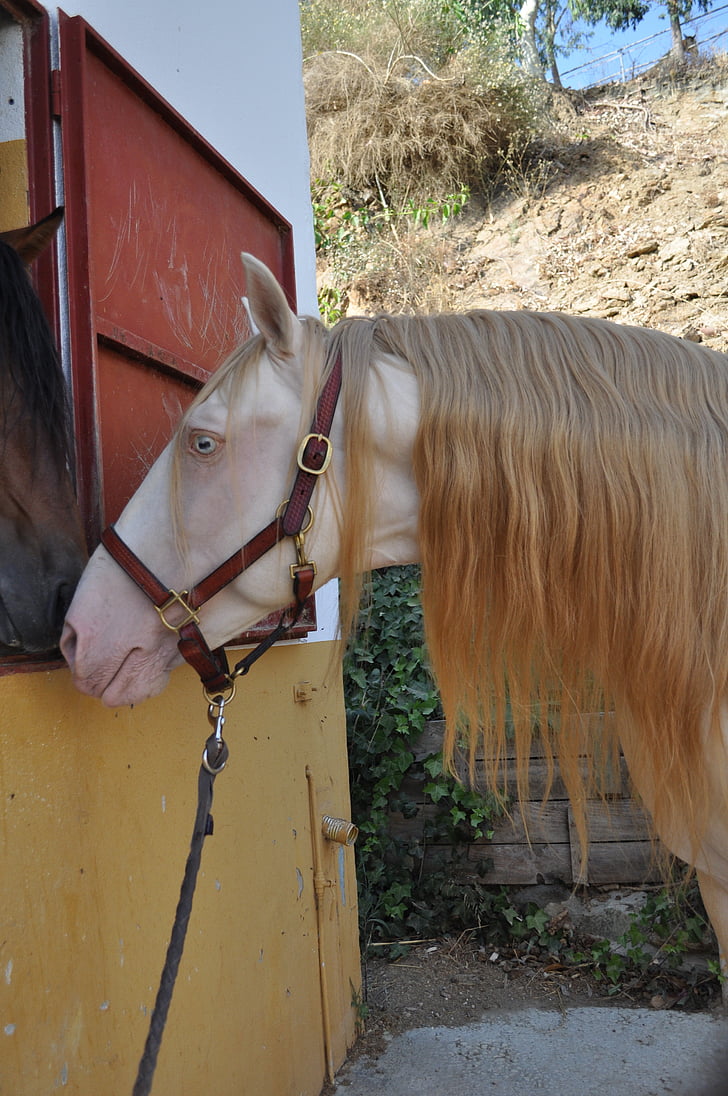 cremello, Stallion, cheval espagnol, cheval de peinture spéciale