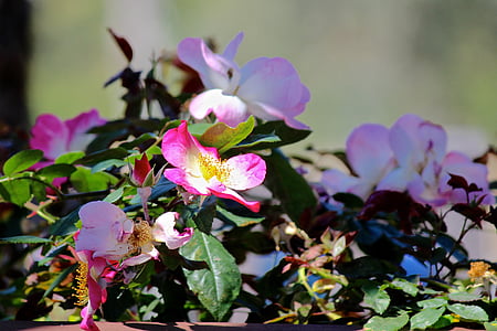 野玫瑰, 玫瑰花丛, 粉色, 花, 植物区系, 花朵, 夏季