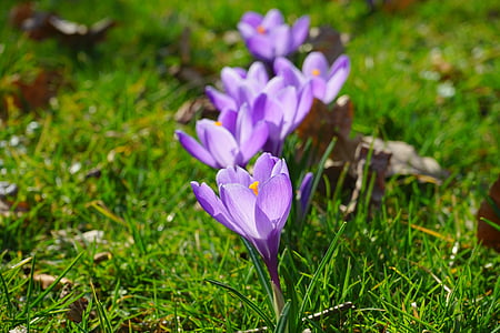 crocus, in row and member, series, in a row, flowers, plant, spring