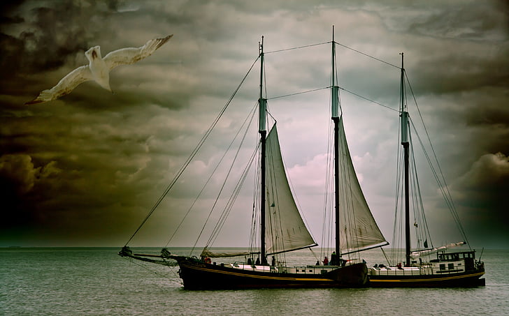 sailing boat, boot, seagull, water, sea, ship, lake