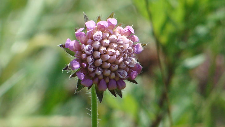 květ, fialová, Příroda, závod, detail, léto