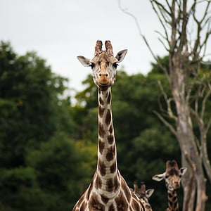Африка, животни, жирафи, джунгла, сафари, Южна Африка, дива природа