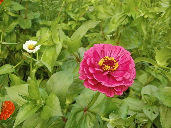 Zinnia elegans, Zinnia, roza cvet