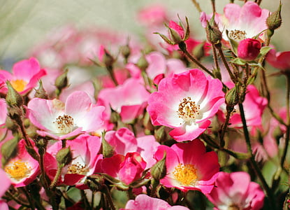 wild rose, rose, blossom, bloom, flowers, red, pink