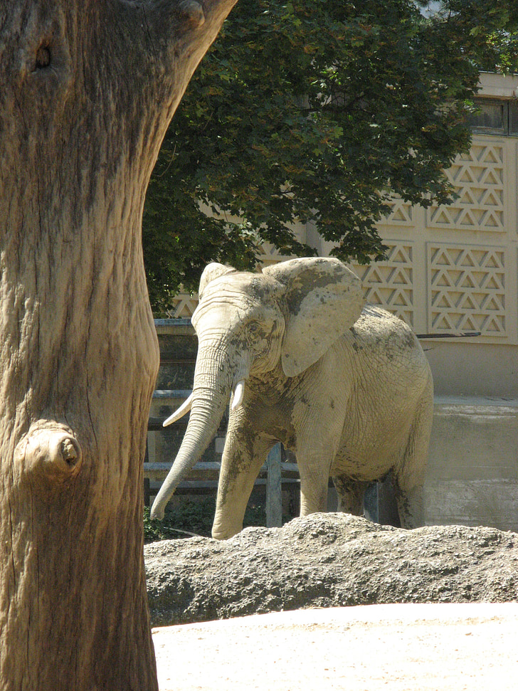 elephant, zoo basel, outdoor enclosures, elephant house, animal, wildlife, mammal