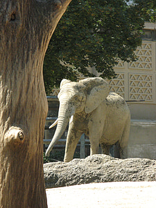 slon, Zoo basel, vonkajšie krabice, Elephant house, zviera, voľne žijúcich živočíchov, cicavec