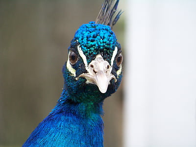 Peacock, hoofd, vogel, dier, kleurrijke, snavel, oog