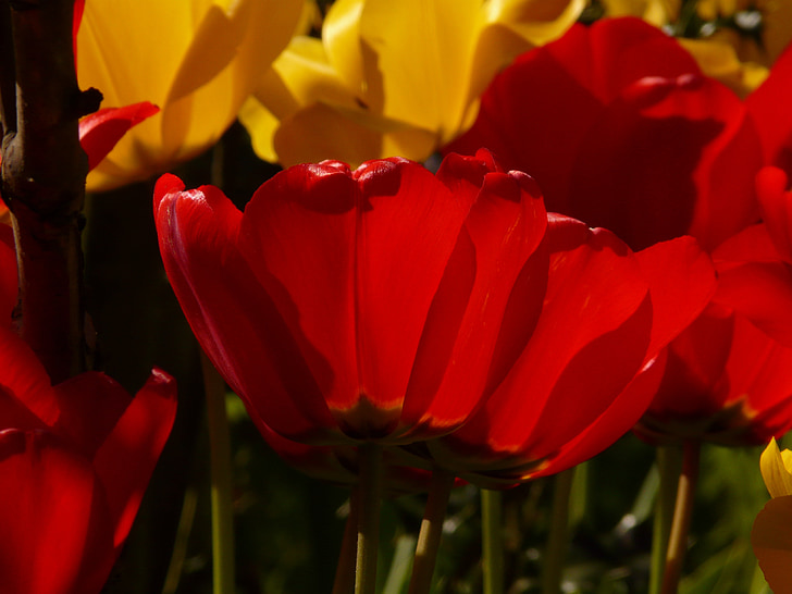 Tulpen, rood, geel, licht terug, mooie, tulpenbluete, bloemen