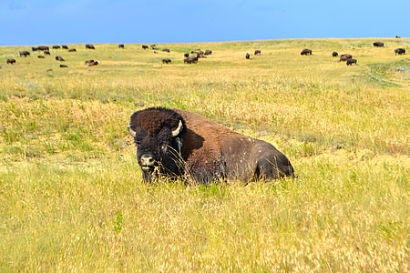 Bison, Buffalo, amerikanske, dyr, dyreliv, natur, hodet