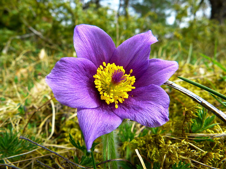 six, purple, petaled, flower, Pasque Flower, Common, nature
