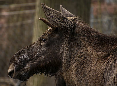 Moose, testa, profilo, animale selvatico, mammifero, recinzione, Ritratto animale
