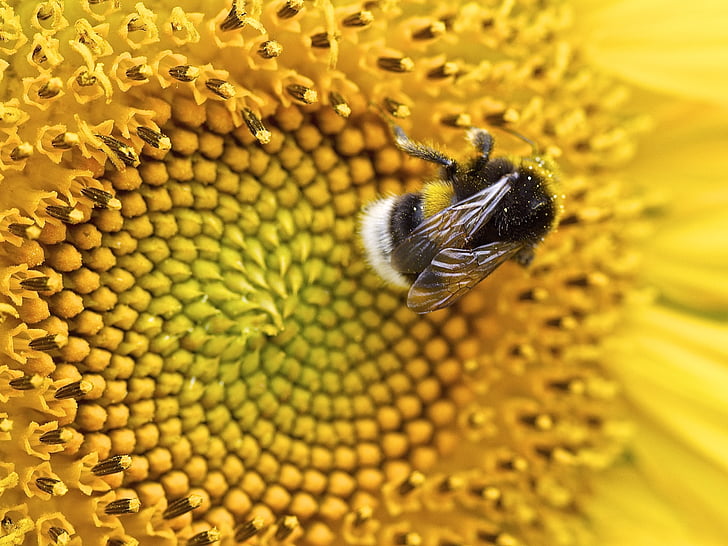 bunga matahari, Hummel, fiksi, penyerbukan, serangga, Blossom, mekar