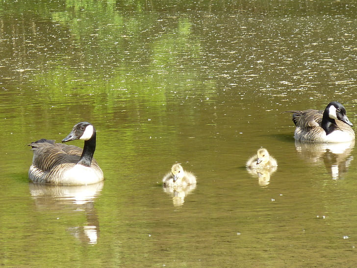 ducks, chicks, family, water