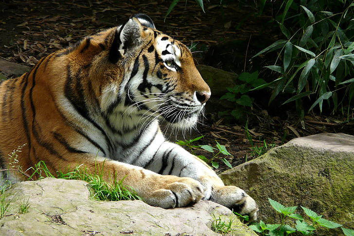 Tigre, Parque zoológico, gato, depredador, carnívoro, animal, flora y fauna