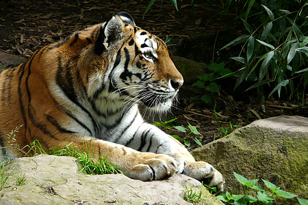 tiger, zoo, cat, predator, carnivore, animal, wildlife