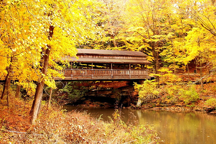 Bridge, dekket bridge, høst, høst, blader, gul, naturskjønne