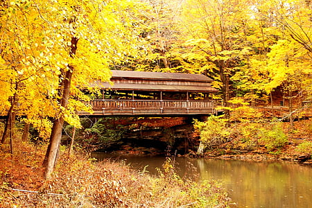 pont, pont couvert, automne, l’automne, feuilles, jaune, Scenic