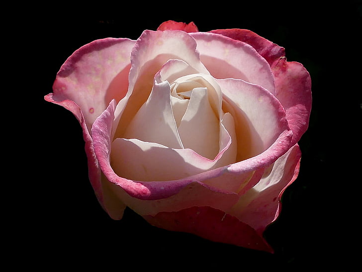 Роза, крем, червен, носталгия, романтичен, Роза Блум, цвете