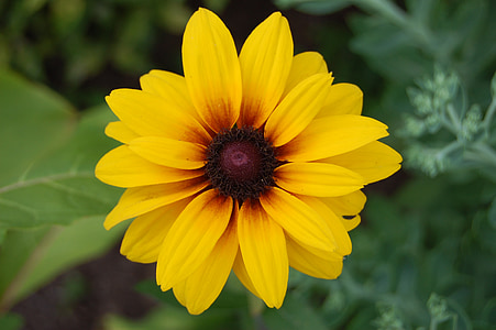 keltainen kukka, Daisy, Luonto, kasvi, kirkas