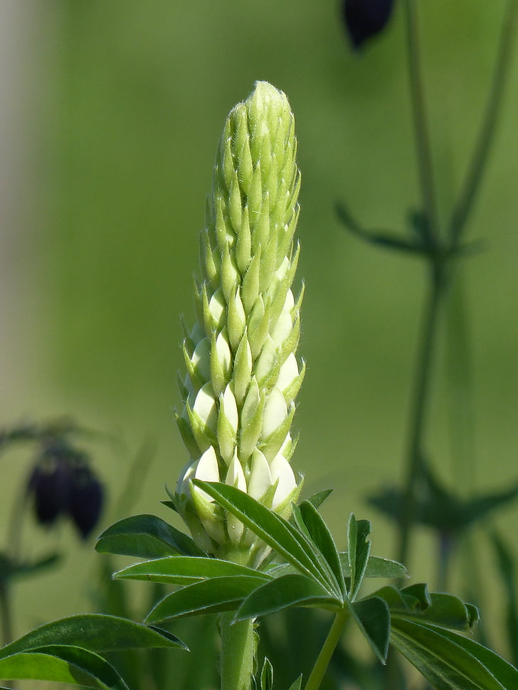 lupin, wit, blad, zomer, groen, natuur, plant