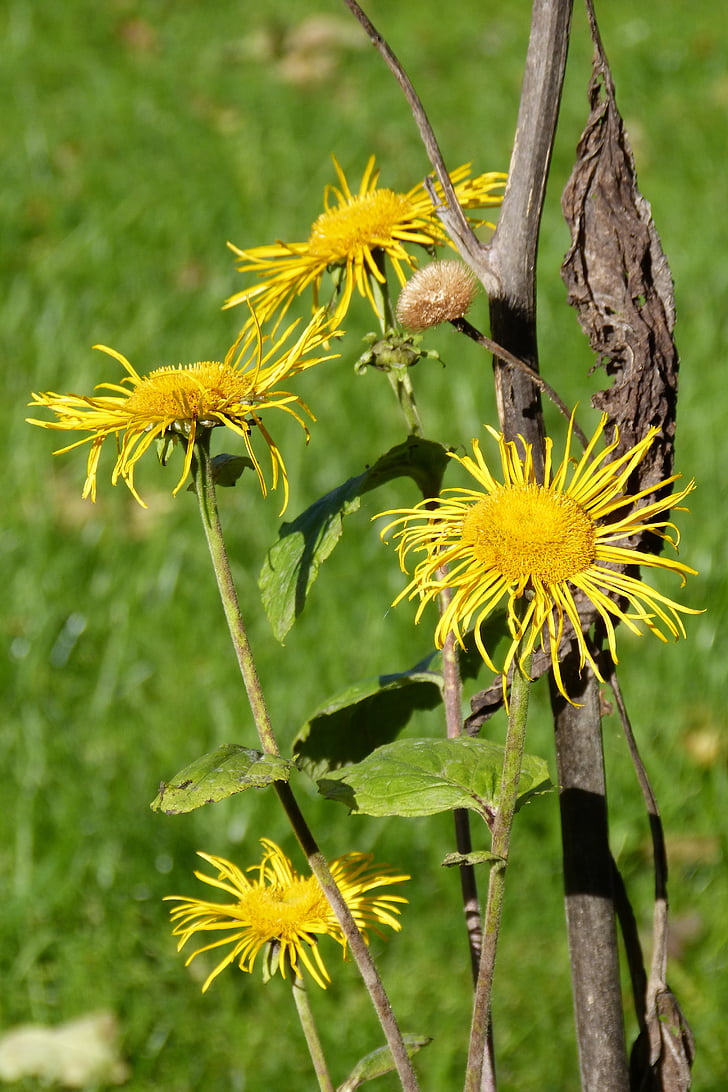 inula, blossom, bloom, composites, seeds was, flower, yellow