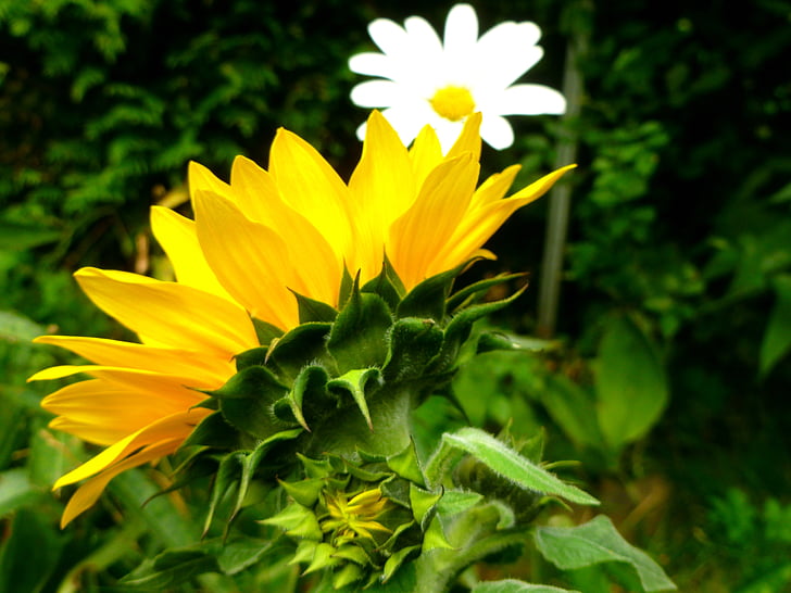 saulės gėlė, Margaritos, gėlės, vasaros pabaigoje, sodas, Gamta, žiedų