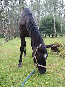 het paard, paarden, nakomelingen, Colt, paard, zwart, zwarte paard