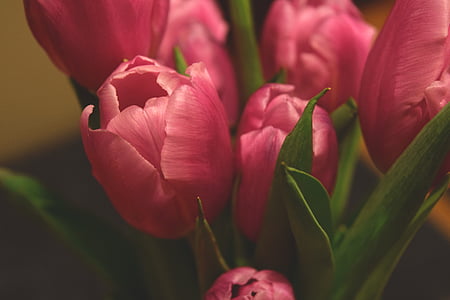 kvitnúce, partia, Flora, kvety, ružová, tulipány, Tulip