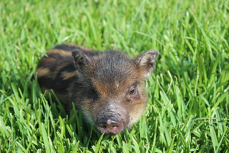 cerdo de ardilla, lindo, sandía, pequeño cerdo, hierba