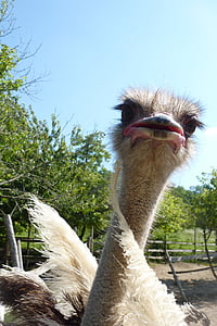 ostrich, the head of the animal, bird, animals, african ostrich