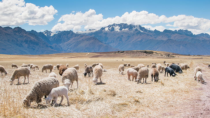 Branco, sheeps, ovelhas, animais, grama, campo, montanhas