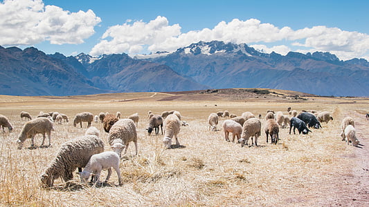 bijeli, ovaca, ovce, životinje, trava, polje, planine