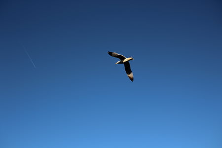 небо, птах, політ, Природа, DOM, крила, на відкритому повітрі