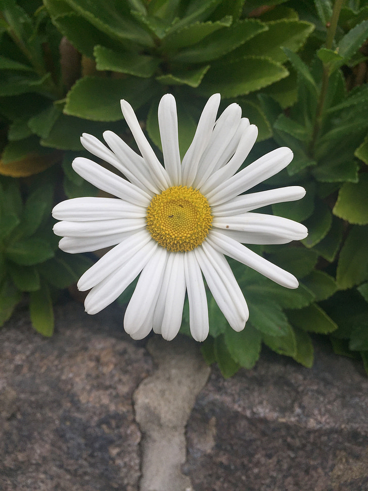 white, flower, daisy, nature, floral, plant, spring
